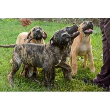 Dogo Kanario - Presa Kanario štenci