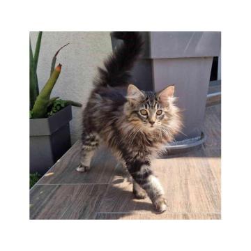 NORVEŠKE šumske mačke  