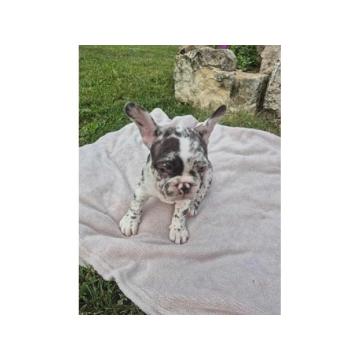 Francuski Buldog štenci 