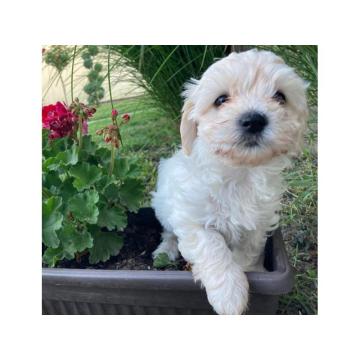 Maltipoo štenci