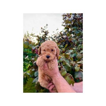 Dostupne patuljaste PUDLE, aprikot boja