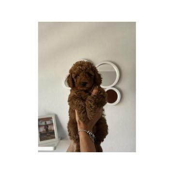 Patuljaste/toy pudle