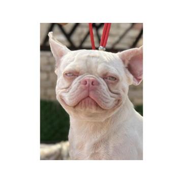 PINK  francuski buldog