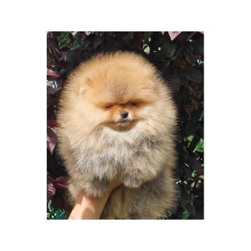 Pomeranac BOO štenci