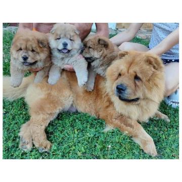 Chow-Chow prelepi štenci 