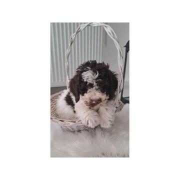 Lagotto Romagnolo štenci