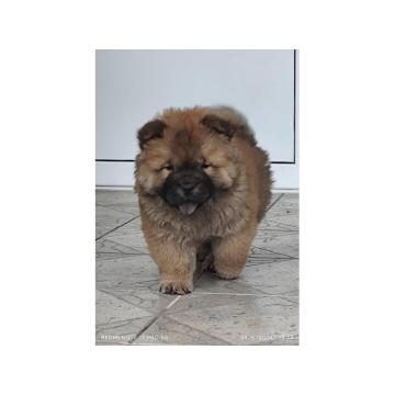 Cau Cau Chow Chow  Stenad oba pola