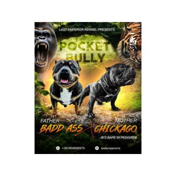 Američki bully pocket micro štenci, American Bully