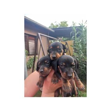 Prodajem stence KRATKODLAKOG JAZAVIČARA 