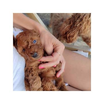 PUDLE 8 nedelja stare 