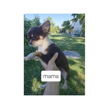 ČIVAVE aplehead micro do 1kg dugodlake 5