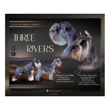 Patuljasti šnauceri biber so  