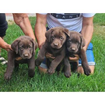 Čokoladni labradori štenci