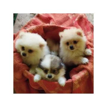 Nemački špic štenci 