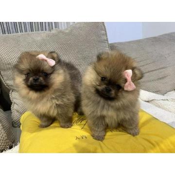 Štenci Pomeranca od vrhunskih roditelja 