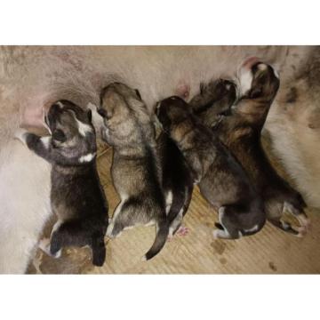 Aljaski Malamut stenci