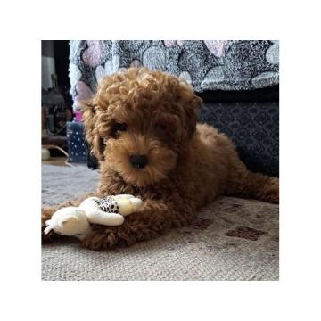 Crvena pudla, muško štene 