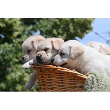 Labrador retriver štenci