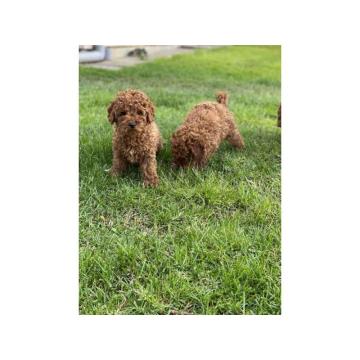 Patuljaste pudle crvene 