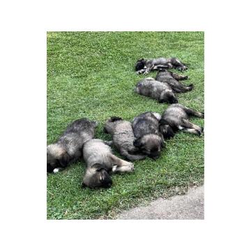 Šarplaninac štenci
