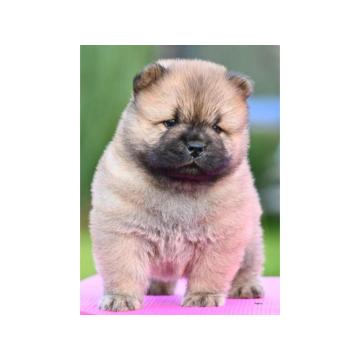 Chow Chow Cau Cau Čau Čau