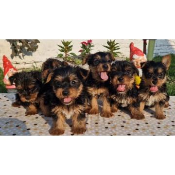 Jorki terijer štenci 