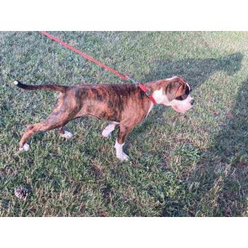 Na prodaju stenci Nemackog BOXERA  