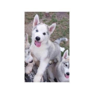 Sibirski Haski muško štene