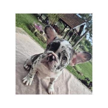 Francuski buldog štenci  