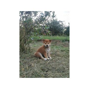 Shiba Inu štenci