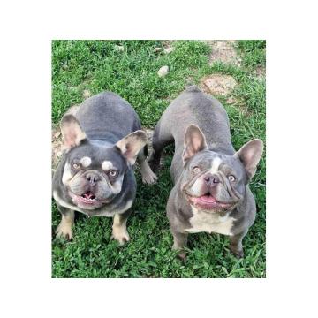 Francuski buldog Lilac tnan