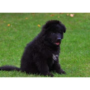 Nemački Ovčar štenci duge dlake