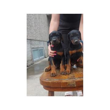 DOBERMAN vrhunski štenci 