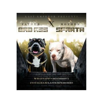 American bully pocket štenci