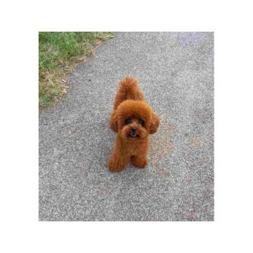 Najlepse bebe teddy bear toy pudle