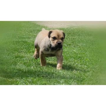 Boerboel Južnoafrički mastif stenci