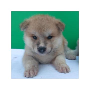 Japanska Akita štenci