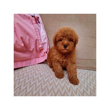 Prodajem prelepe stence toy/mini pudlica 