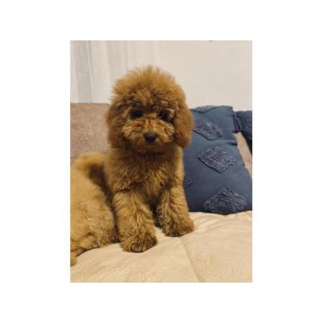 Toj pudla (Toy Poodle) 