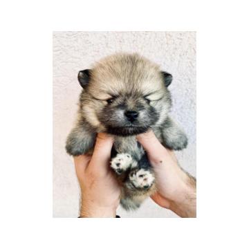 Pomeranac (BOO), čistokrvni, patuljasti