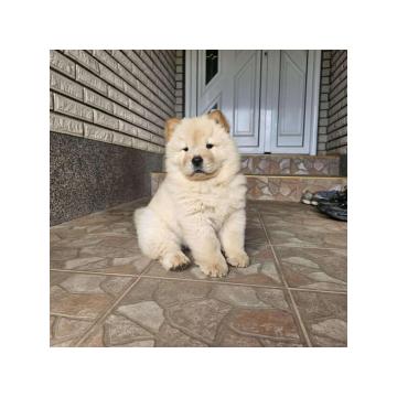 Chow Chow muzjaci