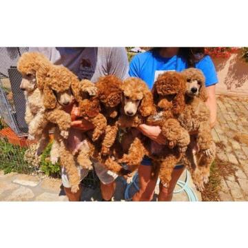 Kraljevska pudla, štenci