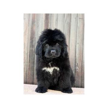 Izuzetno kvalitetni stenci Njufaundlendera traze novi dom 