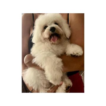 Na prodaju ženke kovrdžavog bišona 