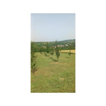 Poljoprivredno zemljište, voćnjak 15 ari - selo Jazak 