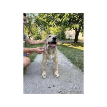 Srednjeazijski ovčar (Azijat) štenci