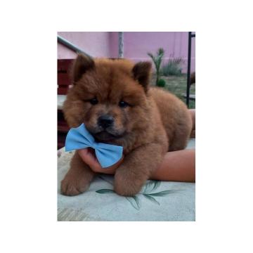 Na prodaju štenci ČAU ČAU!  