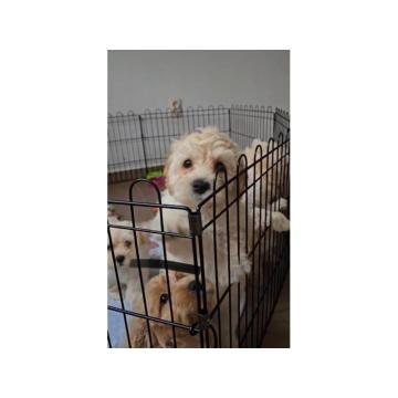 Maltipoo štenci