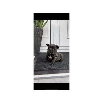 Francuski Buldog Prelepo Štene