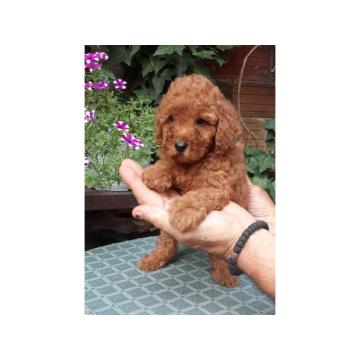 PUDLE, patuljaste i toy